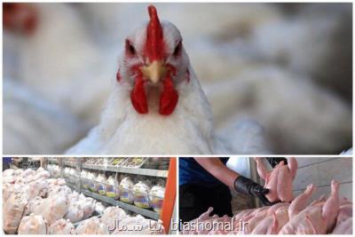 كمیاب شدن مرغ در قطب تولید