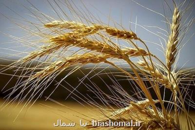 تنش خشکی سبب کاهش تولید گندم در مازندران شده است