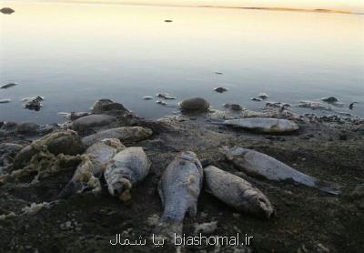 مرگ تعداد زیادی از ماهیان تالابی