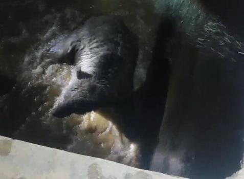 نجات یک قلاده خرس در شمیرانات