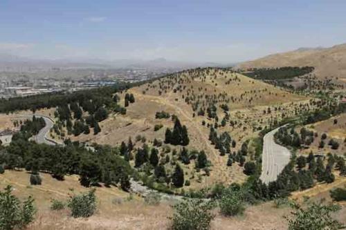 نصب تله های فرمونی برای پیشگیری از آفت پوستخوار کاج در بوستان سرخه حصار