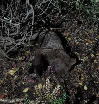 خرس قهوه ای در مواجهه با قطار مسیر سوادکوه جان باخت