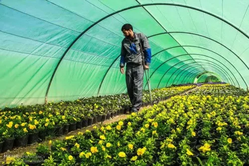 رشد ۹۰ درصدی تقاضا برای راه اندازی گلخانه های کوچک در سوادکوه