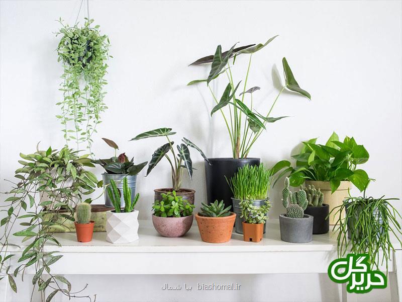 زیبا سازی منزل با گیاهان آپارتمانی