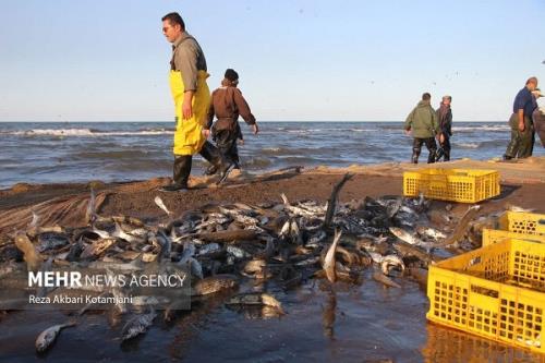 افزایش ۳۹ درصدی صید ماهیان استخوانی در خزر