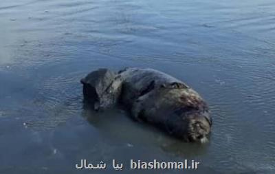 تلف شدن ۱۴ قلاده فک خزری سال جاری در ساحل مازندران