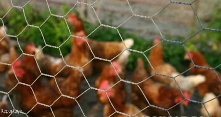 بازار آهن شادآباد