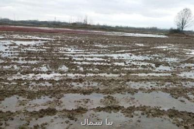 انجام شخم زمستانه در ۱۸ درصد اراضی شالیزاری استان گیلان