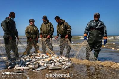 افزایش 7 درصدی صید ماهیان استخوانی از خزر