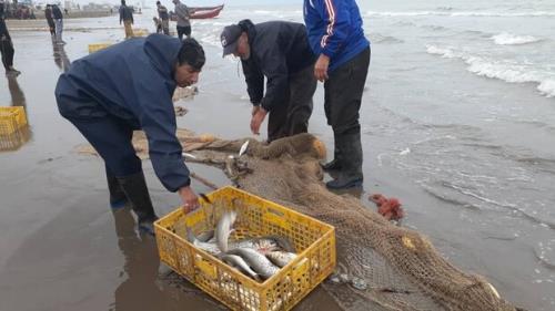 ۱۵۰۰ تن ماهیان استخوانی در مازندران صید شد