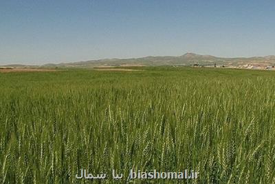 اجرای طرح جهش تولید در ۶۰ هزار هکتار از دیمزارهای مازندران