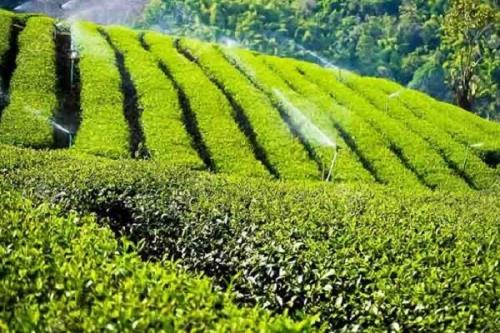 ۷۰ درصد چای کشور وارداتی است