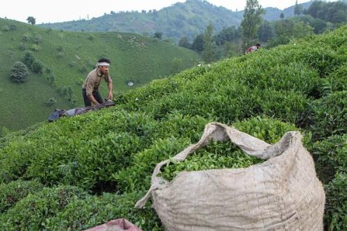 خرید تضمینی بالغ بر ۱۴ هزار تن برگ سبز چای