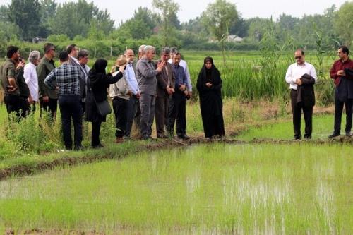 آب کشاورزی در گیلان عادلانه توزیع می شود