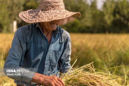خرید ۷۰۰ تن برنج از کشاورزان گیلان