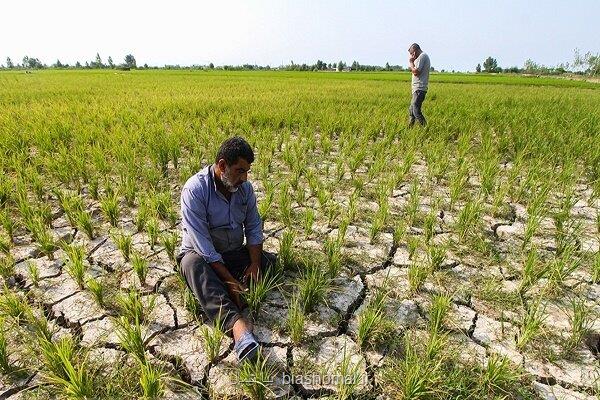 شالیکاران بیمه کشاورزی را جدی بگیرند