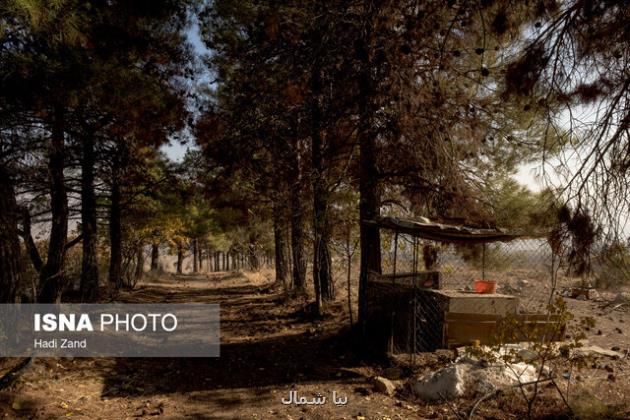 کاشت ۱۱۰۰ نهال در بوستان جنگلی سرخه حصار بمناسبت روز درختکاری