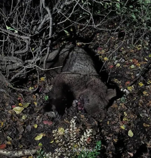 خرس قهوه ای در مواجهه با قطار مسیر سوادکوه جان باخت