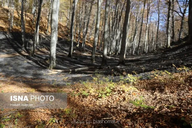 دستور شبانه دادستان آمل برای ممنوعیت اقامت شبانه گردشگران در جنگلها