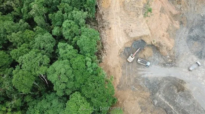 جنگل داری روی کاغذ، جنگل خواری در اجرا!