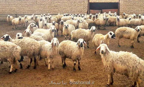 ثبت اطلاعات ۵۷۹ هزار راس دام مازندران در سامانه پهنه بندی