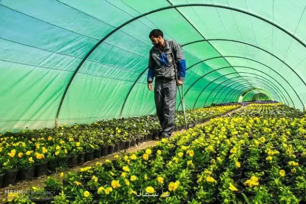 رشد ۹۰ درصدی تقاضا برای راه اندازی گلخانه های کوچک در سوادکوه