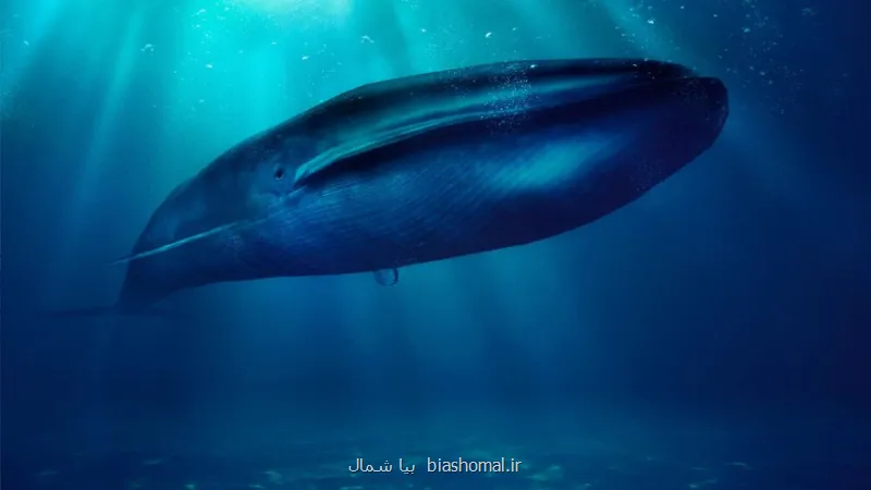 هیولای غول پیکری که فیل در دهانش جا می شود