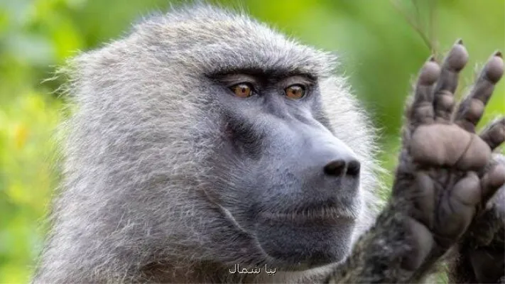میمون ها هندسه را می فهمند؟