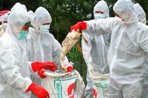 شناسایی ویروس جدید H۵N۶، بیش از ۲۴ میلیون قطعه مرغ معدوم شد