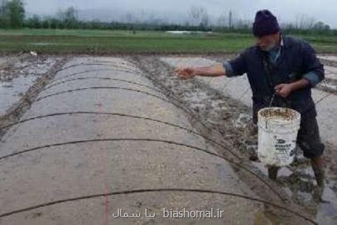 خزانه گیری ۵ درصدی كشاورزان فومن، ۳۵ تن بذر توزیع شد