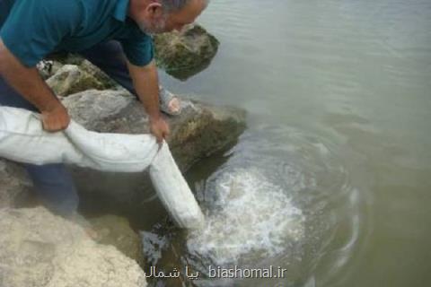 رهاسازی ۱۴۰ میلیون قطعه بچه ماهی در گیلان