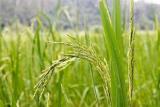 نخستین خوشه های برنج شالیزارهای صومعه سرا هفته آینده برداشت می گردد