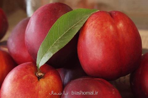نكا مهد مرغوبترین هلو وشلیل ایران است