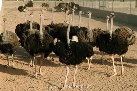 پرورش ۷۶۰ قطعه گوشتی شتر مرغ در گیلان، ۱۰ بهره بردار فعال می باشند