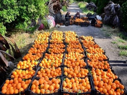 ۱۳۲ هزار تن مركبات از باغات گیلان برداشت شد