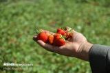 ۱۵۰ هكتار از مزارع جویبار زیر كشت توت فرنگی است