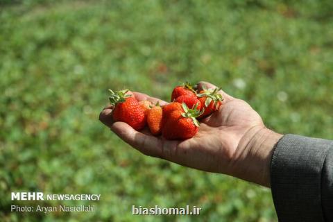 ۱۵۰ هكتار از مزارع جویبار زیر كشت توت فرنگی است