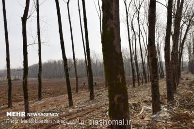 میزان ارزش چوب تولیدی در جنگل های شمال ۵۵۰ میلیارد تومان است
