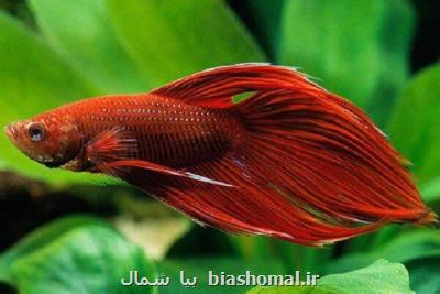 جریمه ۹ میلیون ریالی صید ماهی خال قرمز برای صیاد آملی