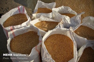 گندم دارای ضایعات تبدیل به آرد نمی گردد