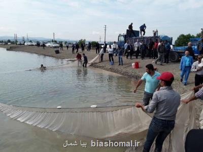 رهاسازی 110 میلیون قطعه بچه ماهی در رودخانه های مازندران