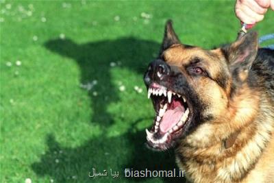 پیرزن 80 ساله اهل آستانه اشرفیه با حمله یك سگ كشته شد