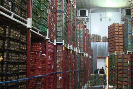 ۷۰ درصد سردخانه های گیلان مناسب نگهداری كیوی است