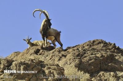 فیلمی از گله كل و بز در مناطق حفاظت شده البرز مركزی