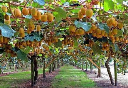 خسارت ۸۰ درصدی بارش باران به ۳۱۶۳ هكتار از باغات گیلان