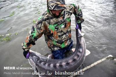 آستارا یكی از قطب های پرورش ماهیان خاویاری در ایران است