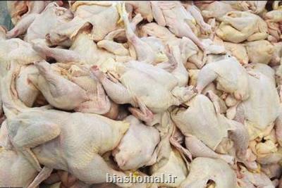 5300 تن مرغ منجمد از مرغداران مازندران خریداری شده است