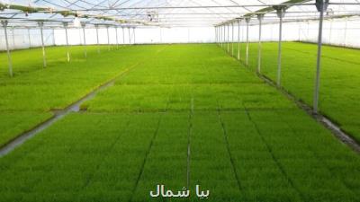 نخستین واحد مكانیزه گلخانه ای بانك نشاء راه اندازی شد