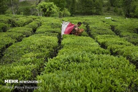 چین دوم بهاره برگ سبز چای در باغات شمال