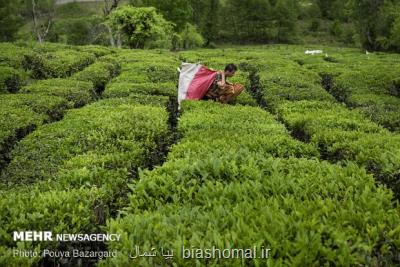 چین دوم بهاره برگ سبز چای در باغات شمال